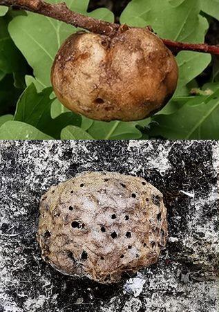 Réf. 342 661 : Biorhiza pallida